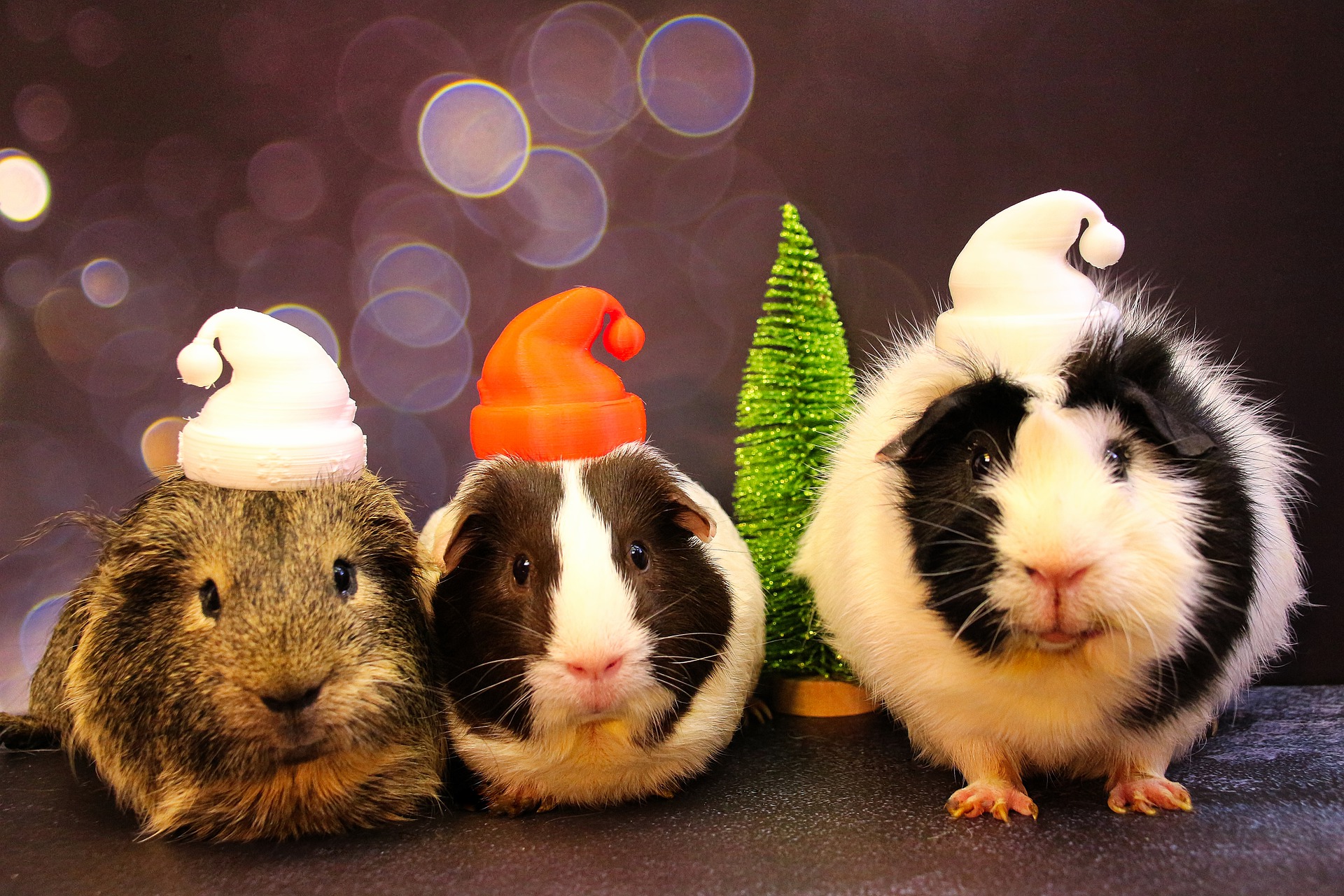 guinea-pig-5788985_1920