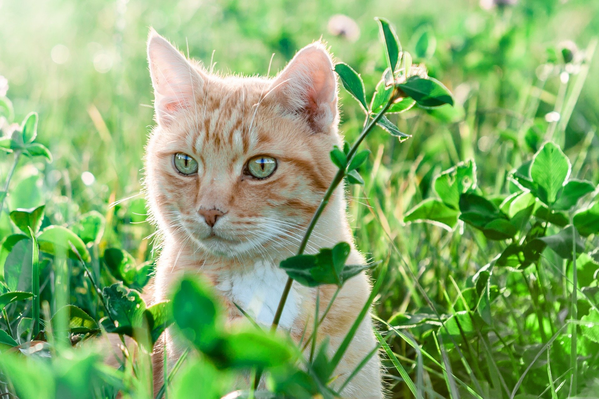 Katze auf Wiese